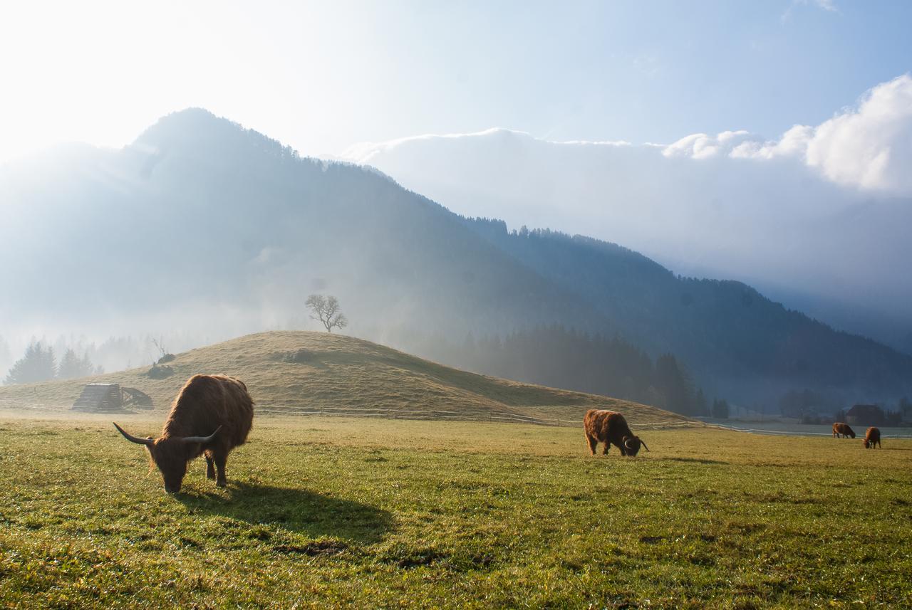 Cvet Gora - Camping, Glamping And Accomodations Zgornje Jezersko Zewnętrze zdjęcie